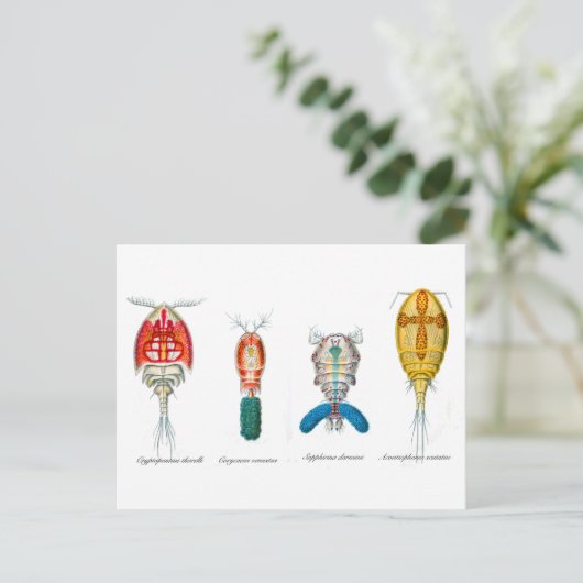 Carte Postale Copépodes (Debout devant)