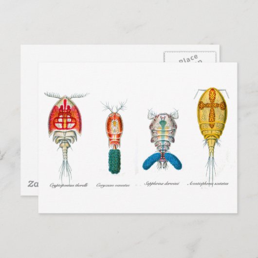 Carte Postale Copépodes (Devant / Derrière)