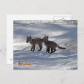 Carte Postale copie de bébés, Frères Fox (Devant / Derrière)