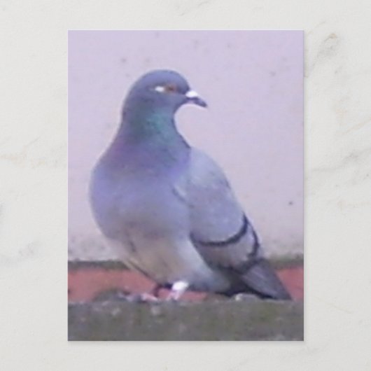 Carte Postale Copie de pigeon (Devant)