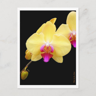 Carte Postale Copie d'orchidées jaunes