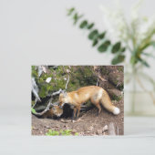 Carte Postale Copie DSC08270 (Debout devant)