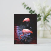 Carte Postale copie Flamant rose (Debout devant)