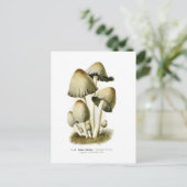 Carte Postale Coprinus atramentarius (Debout devant)