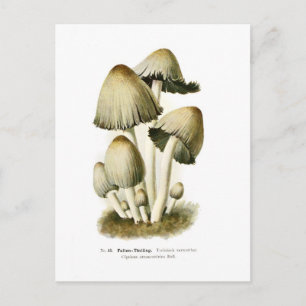 Carte Postale Coprinus atramentarius