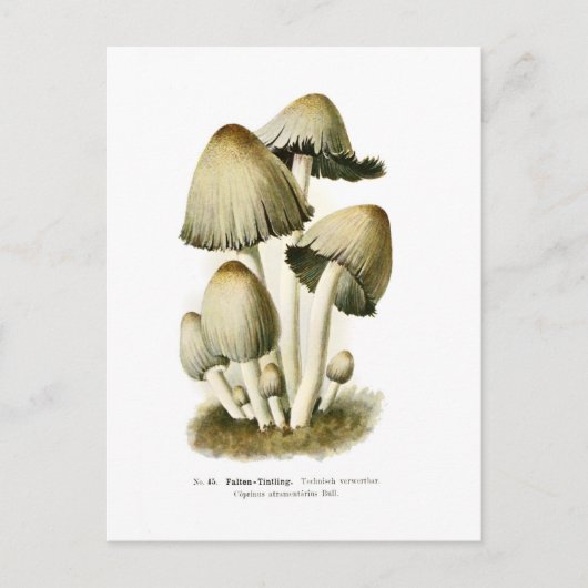Carte Postale Coprinus atramentarius (Devant)