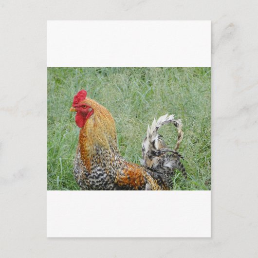 Carte Postale Coq (Devant)