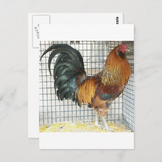 Carte Postale Coq (Devant / Derrière)