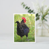 Carte Postale Coq de combat (Debout devant)