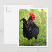 Carte Postale Coq de combat (Devant / Derrière)