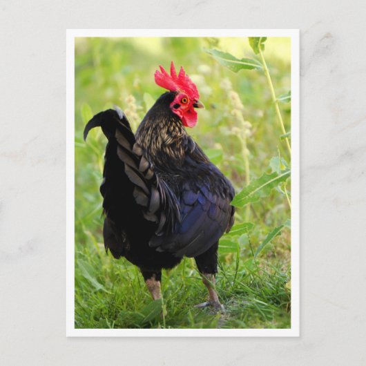 Carte Postale Coq de combat (Devant)