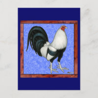 Coq de combat encadré