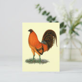 Carte Postale Coq de combat Ginger Rouge (Debout devant)