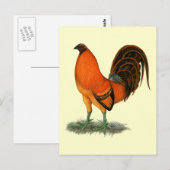 Carte Postale Coq de combat Ginger Rouge (Devant / Derrière)