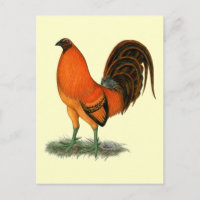 Coq de combat Ginger Rouge