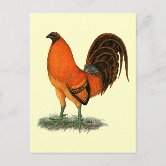 Carte Postale Coq de combat Ginger Rouge (Devant)