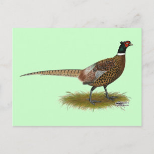 Carte Postale Coq de faisan
