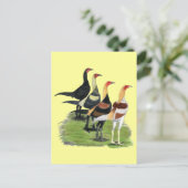 Carte Postale Coq de jeu moderne (Debout devant)