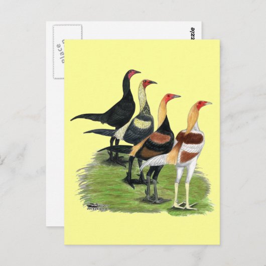 Carte Postale Coq de jeu moderne (Devant / Derrière)