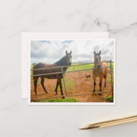 Coq de Kauai & Chevaux Photo d'animaux d'Hawaï