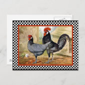 Carte Postale Coq de poulet vintage (Devant / Derrière)