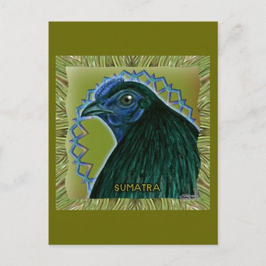 Carte Postale Coq de Sumatra encadré (Devant)