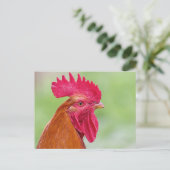 Carte Postale Coq en gros plan (Debout devant)