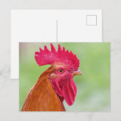 Carte Postale Coq en gros plan (Devant / Derrière)