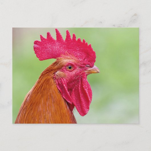 Carte Postale Coq en gros plan (Devant)