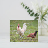 Carte Postale Coq et poule (Debout devant)