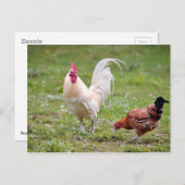 Carte Postale Coq et poule (Devant / Derrière)