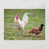 Carte Postale Coq et poule (Devant)