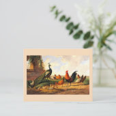 Carte Postale Coq et poulets (Debout devant)