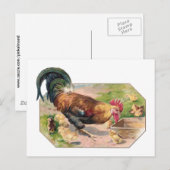 Carte Postale Coq et poussins (Devant / Derrière)
