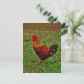 Carte Postale Coq faisant face à gauche (Debout devant)
