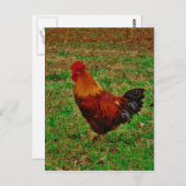 Carte Postale Coq faisant face à gauche (Devant / Derrière)