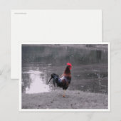 Carte Postale Coq Faune Oiseau dans la Nature (Devant / Derrière)