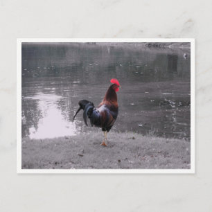 Carte Postale Coq Faune Oiseau dans la Nature