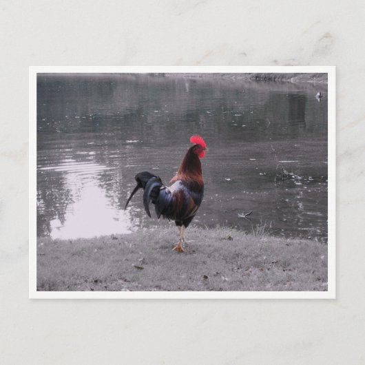 Carte Postale Coq Faune Oiseau dans la Nature (Devant)