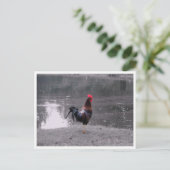 Carte Postale Coq Faune Oiseau dans la Nature (Debout devant)