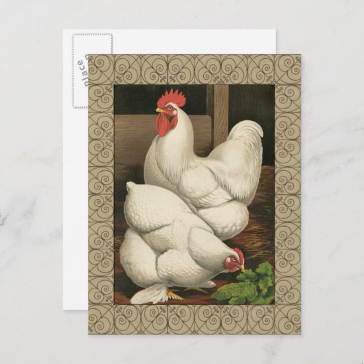 Carte Postale Coq & Hen à l'extérieur Hen House avec frontière b (Devant / Derrière)