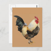 Carte Postale Coq isolé (Devant / Derrière)