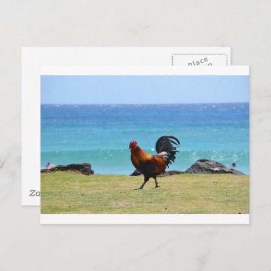 Carte Postale Coq Kauai (Devant / Derrière)