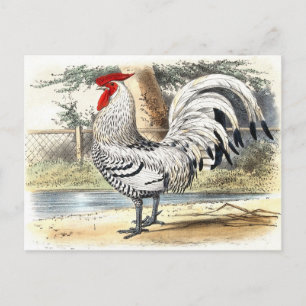 Carte Postale Coq Noir et Blanc Vintage