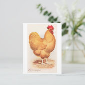 Carte Postale Coq Orpington Buff Vintage (Debout devant)