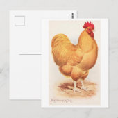 Carte Postale Coq Orpington Buff Vintage (Devant / Derrière)