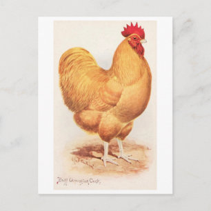 Carte Postale Coq Orpington Buff Vintage