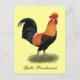 Carte Postale Coq Penedesenca