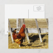 Carte Postale Coq Rhode Island Red (Devant / Derrière)