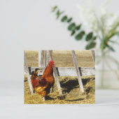 Carte Postale Coq Rhode Island Red (Debout devant)